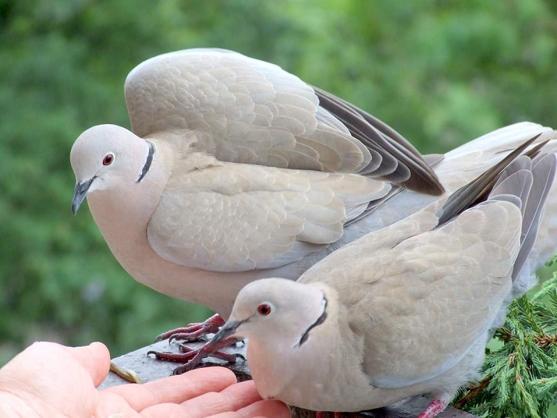 makanan burung puter