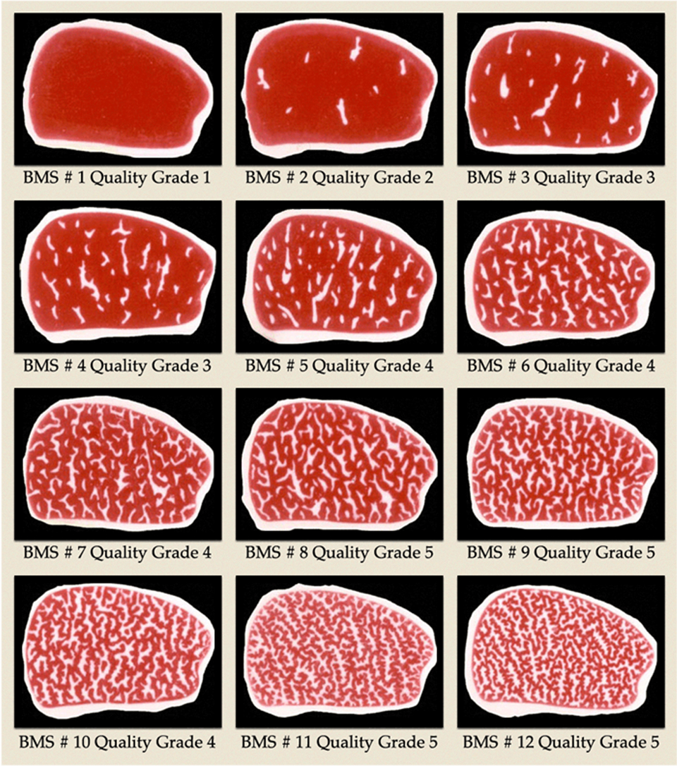 Harga Wagyu Grade A6