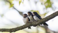 makanan burung walet makanan burung walet