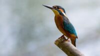 alcedo-atthis-881594_640