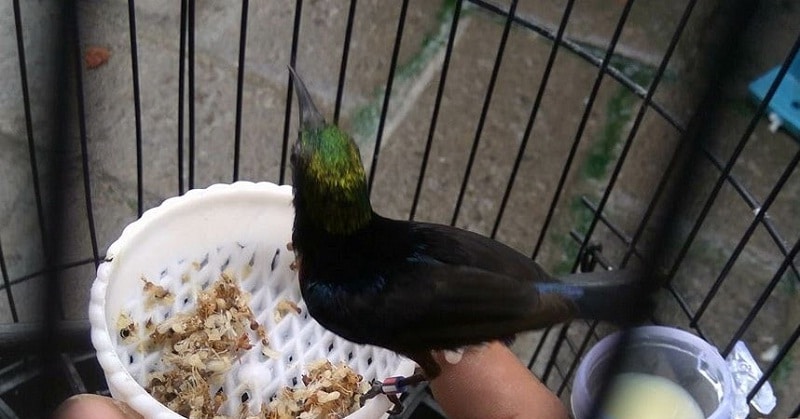 kroto makanan burung pelatuk