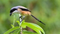 Makanan burung cendet