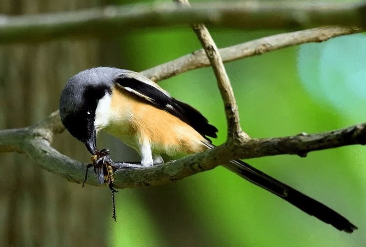 makanan burung cendet