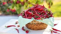 keunggulan cabe or twist 42