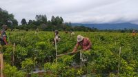 keunggulan cabe rawit 212