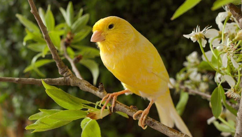 makanan burung kenari