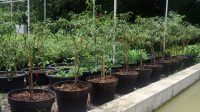 cara menanam cabe di polybag agar berbuah lebat