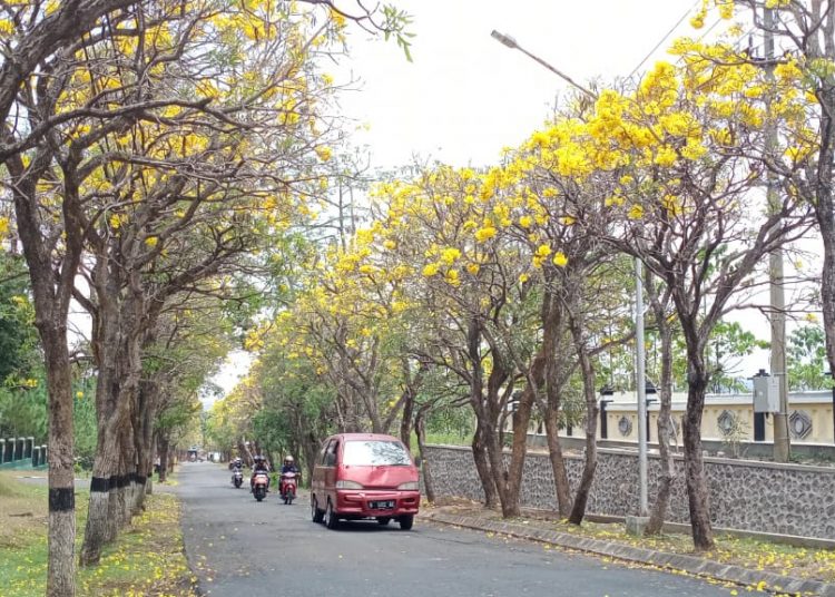 pohon tabebuya