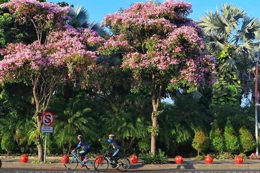 pohon tabebuya