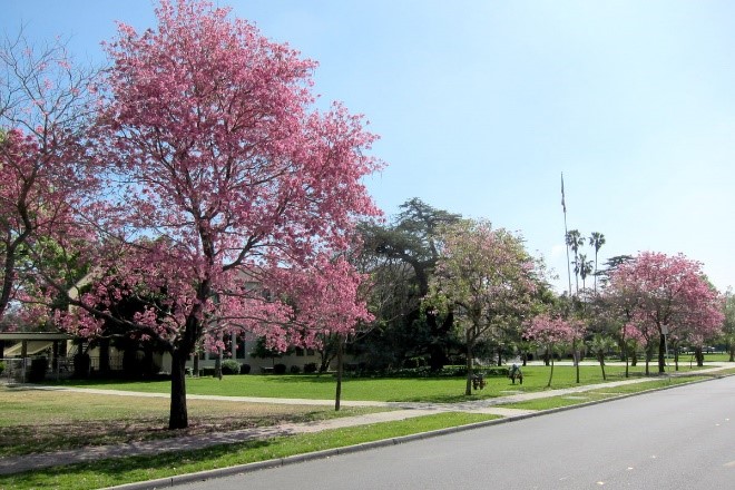 pohon tabebuya